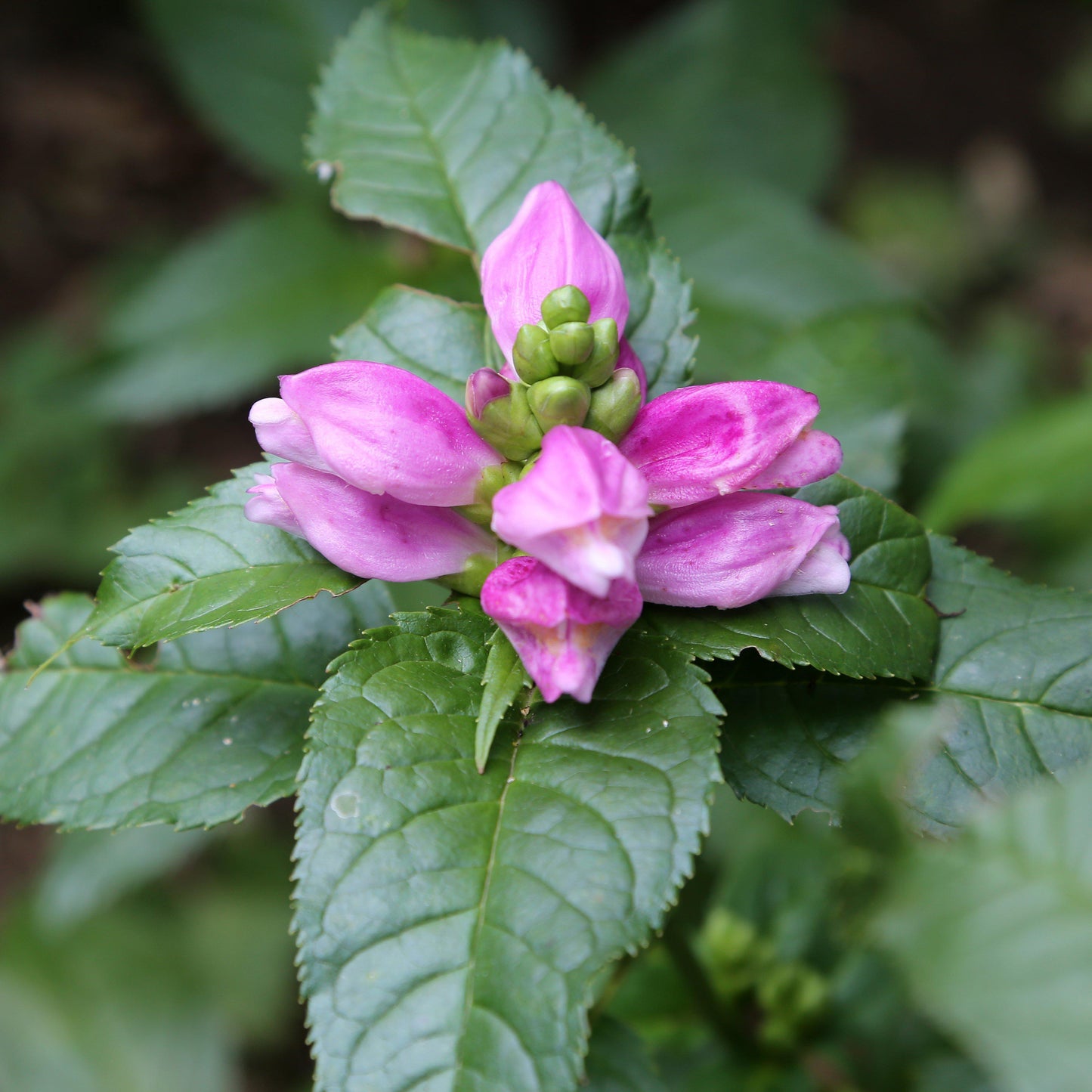 Chelone lyonii 'Hot Lips' - Hot Lips Turtlehead