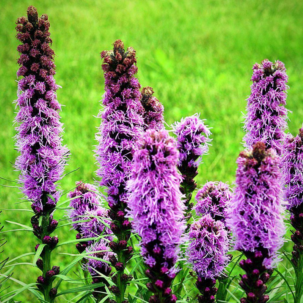 Liatris spicata - Marsh Blazing Star, Gayfeather