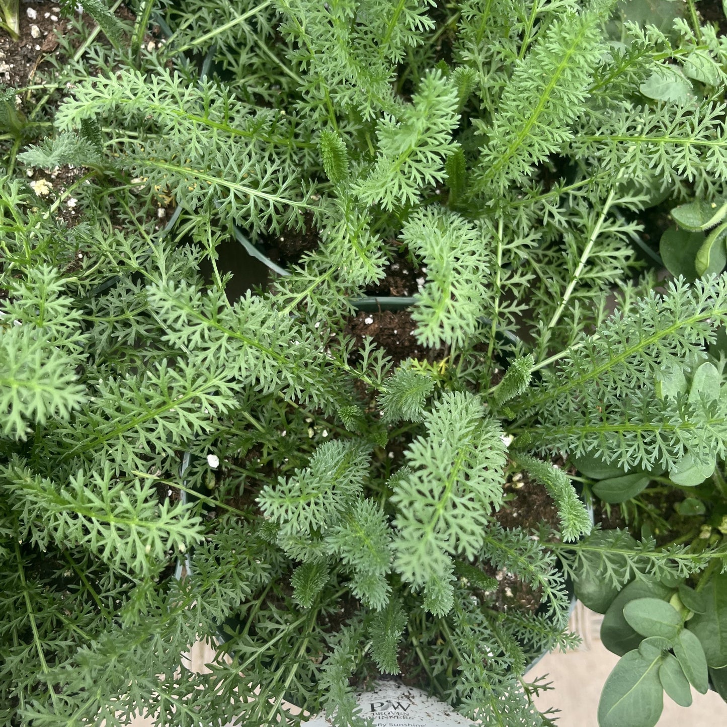 Achillea ’Firefly Sunshine’ - Firefly Sunshine Yarrow