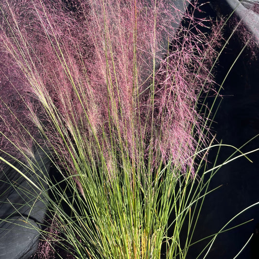 Muhlenbergia capillaris - Pink Muhly Grass