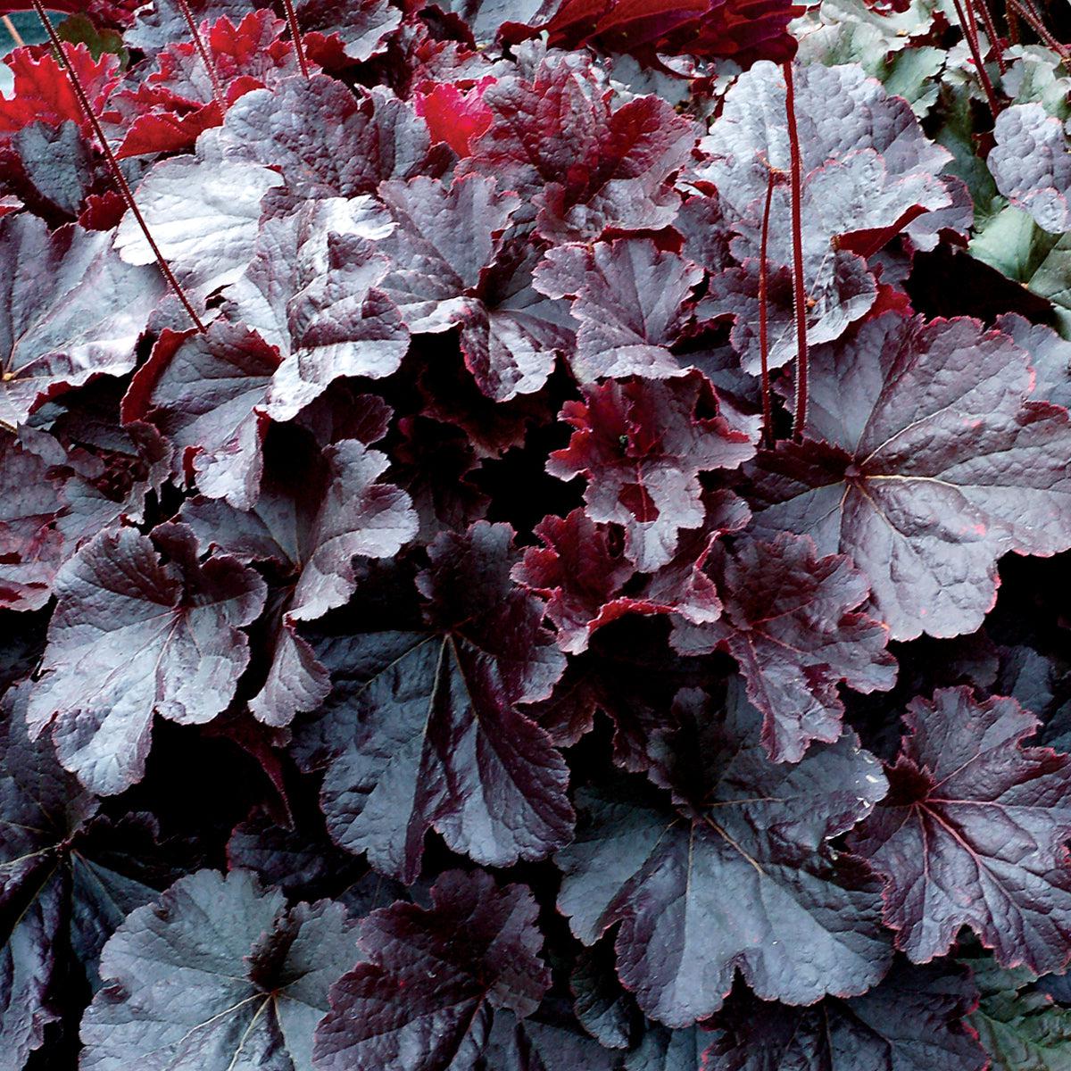 Heuchera 'TNHEUNEB' - Northern Exposure™ Black Heuchera