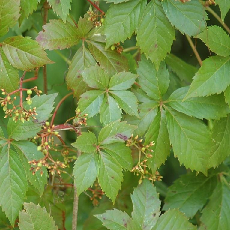 Parthenocissus quinquefolia - Virginia Creeper