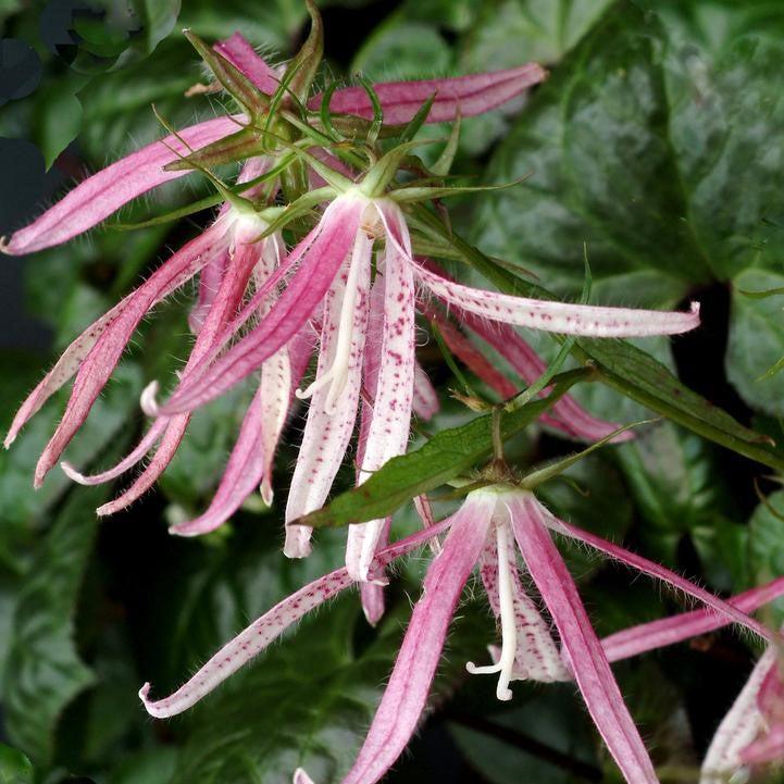 Campanula 'Pink Octopus' - Pink Octopus Bellflower