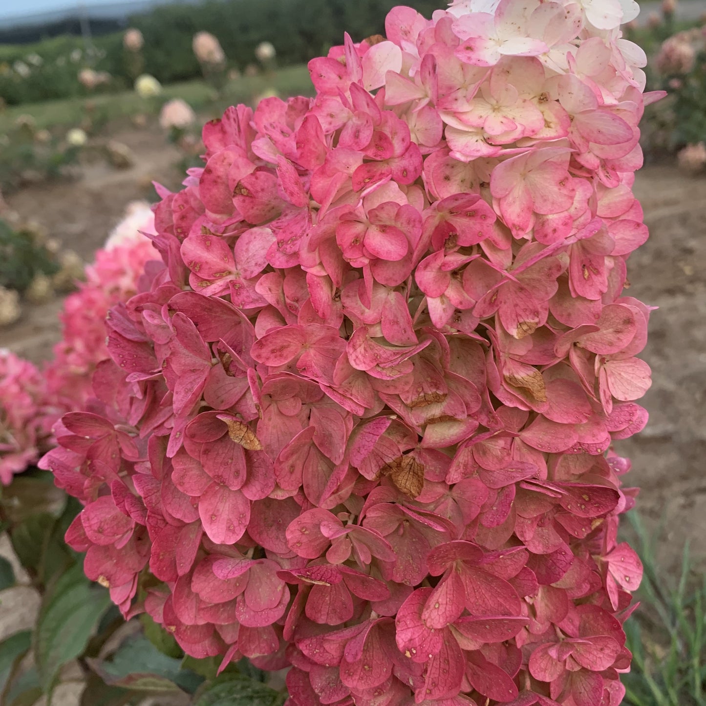 Hydrangea paniculata 'Bokomarus' - Magical® Ruby Snow Hydrangea