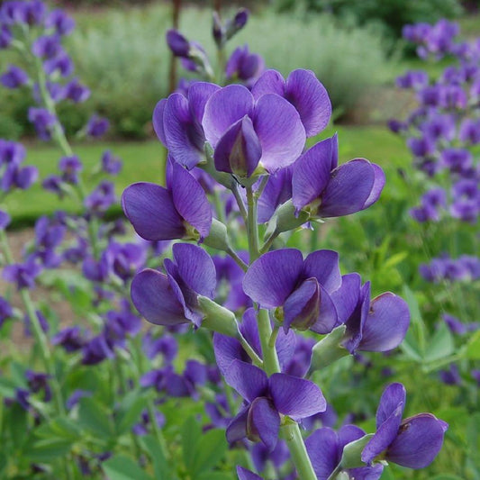 Baptisia australis - Blue False Indigo