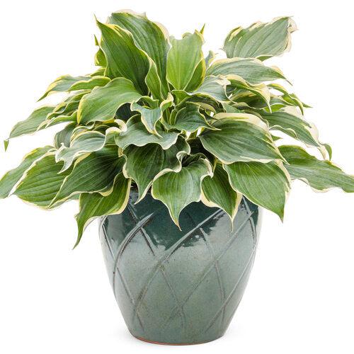 Hosta 'Hope Springs Eternal' PP33,266 - PW® Shadowland® Hope Springs Eternal Hosta