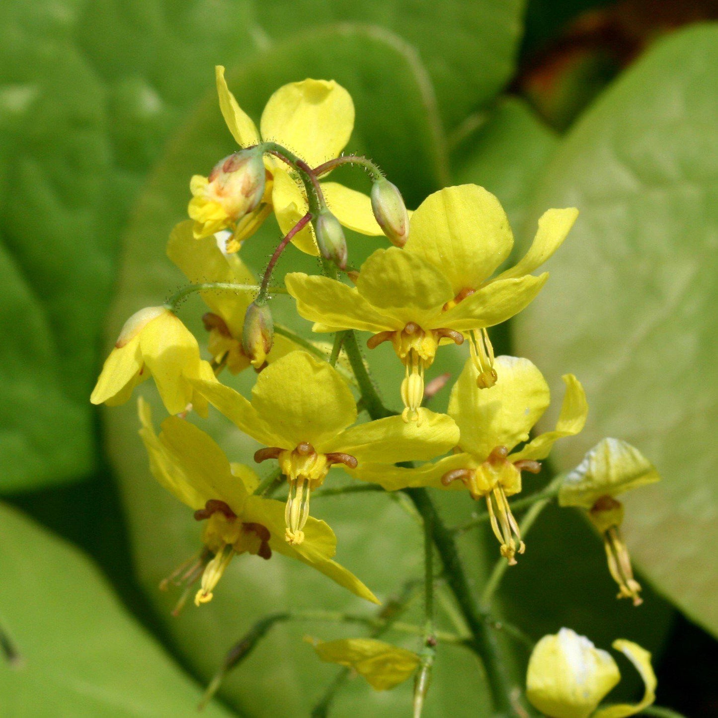 Epimedium x perralchicum 'Frohnleiten' - Frohnleiten Barrenwort, Bishop's Hat