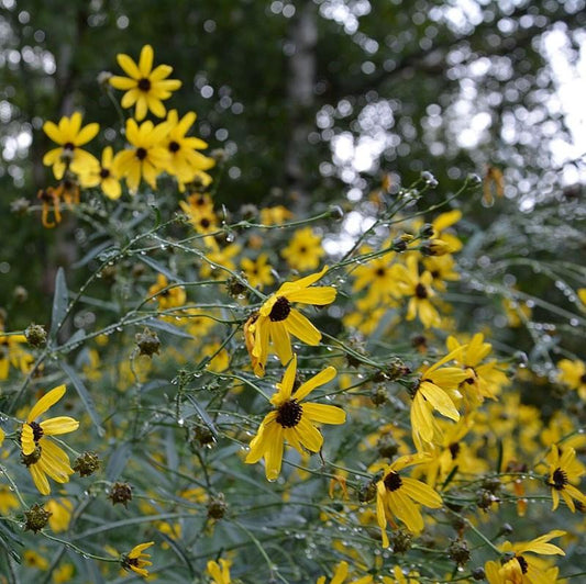 Coreopsis tripteris 'Gold Standard' - Gold Standard Tall Tickseed