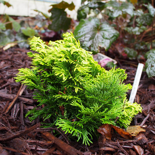 Chamaecyparis obtusa 'Verdonii' - Verdonii Hinoki Cypress