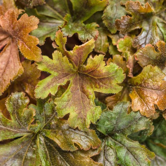 Heuchera 'Hopscotch' - PW® Fun and Games® Hopscotch Coral Bells