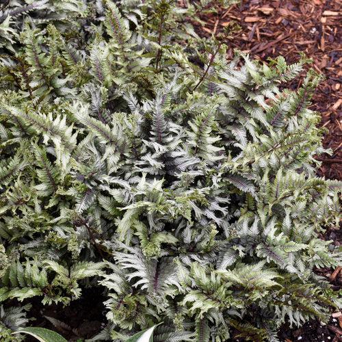 Athyrium niponicum 'Crested Surf' - PW® Crested Japanese Painted Fern