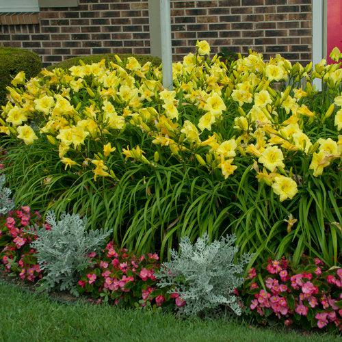 Hemerocallis 'Going Bananas' - Rainbow Rhythm® Going Bananas Daylily