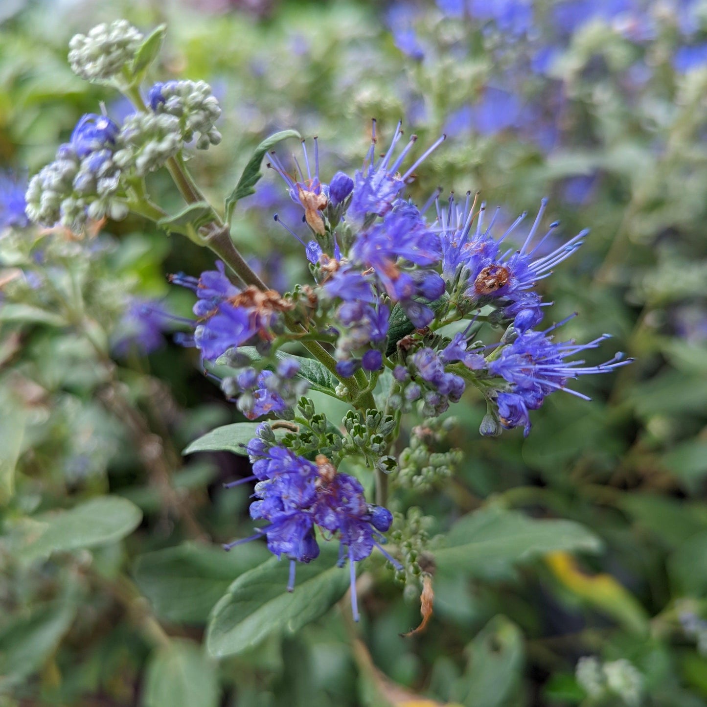 Caryopteris x clandonensis 'CT-9-12' - Beyond Midnight® Bluebeard