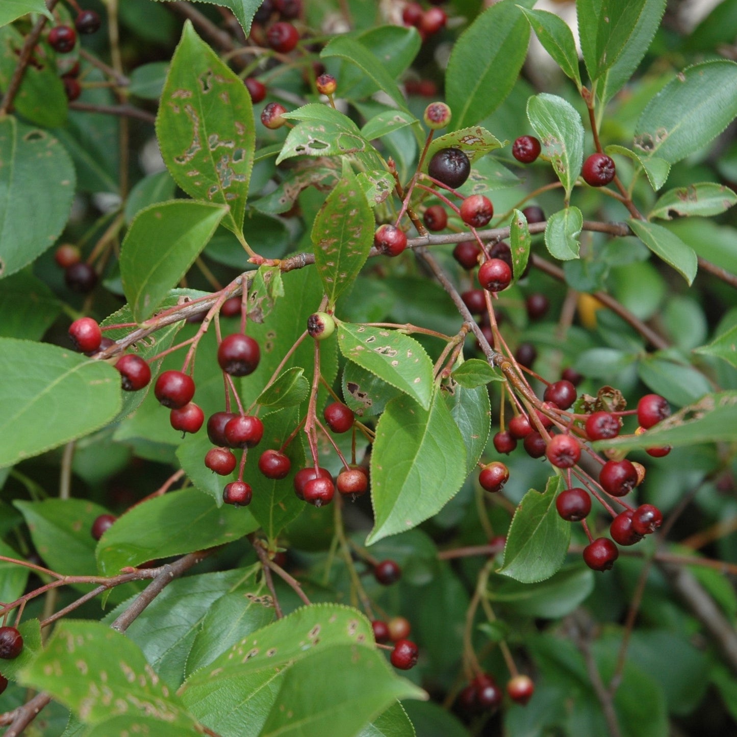 Aronia melanocarpa 'Morton' - Iroquois Beauty™ Chokeberry