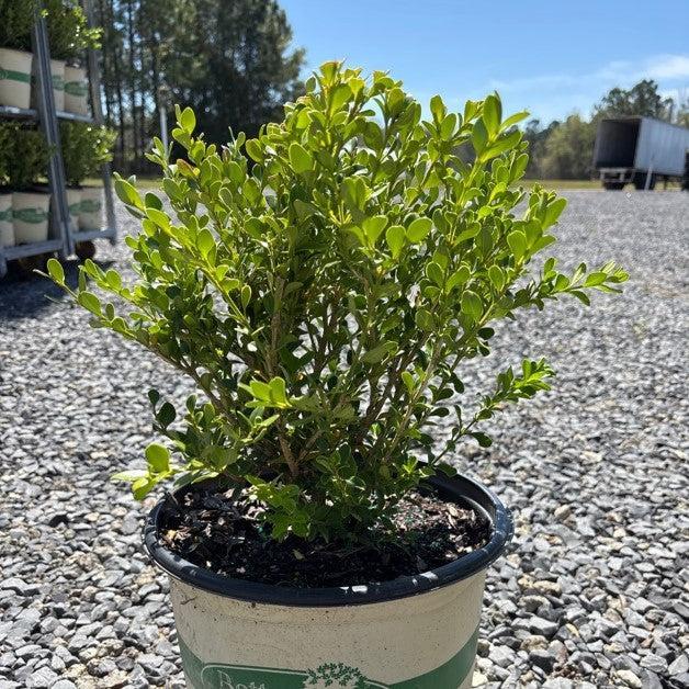 Buxus 'HER2010B04’ PP32273 - BetterBoxwood® Babylon Beauty™ Boxwood