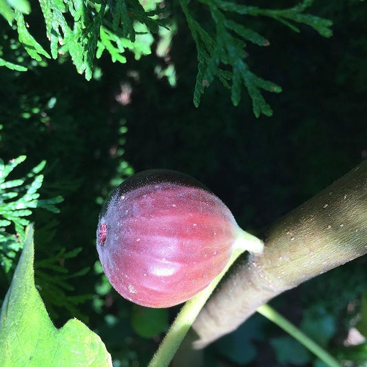 Ficus carica 'Chicago Hardy' - Chicago Hardy Fig