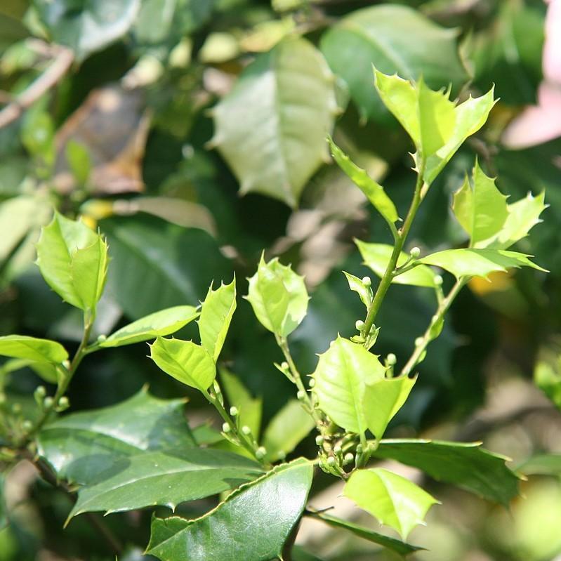 Ilex opaca 'Satyr Hill' - Satyr Hill American Holly