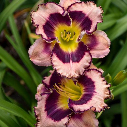 Hemerocallis 'Sound of My Heart' - Rainbow Rhythm® Sound of My Heart Daylily