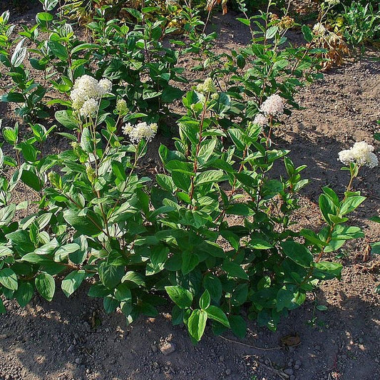 Ceanothus americanus - New Jersey Tea
