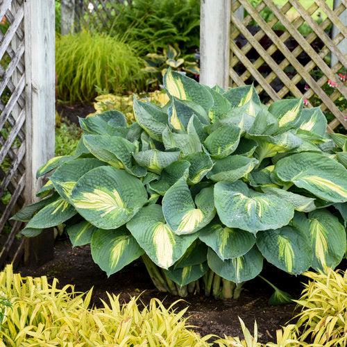 Hosta 'Hudson Bay' PP23598 - PW® Shadowland® Hudson Bay Hosta