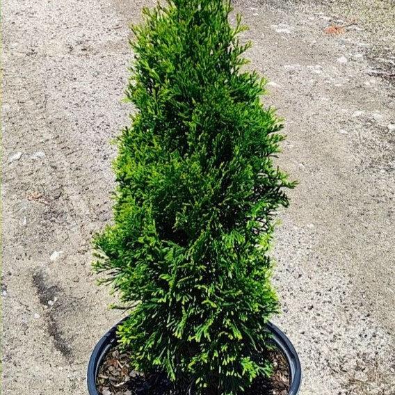 Thuja occidentalis 'Art Boe' PP22,174 - North Pole® Arborvitae
