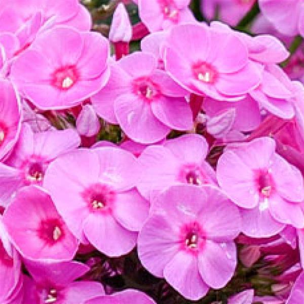 Phlox paniculata 'Luminary Prismatic Pink' - Luminary® Prismatic Pink Phlox