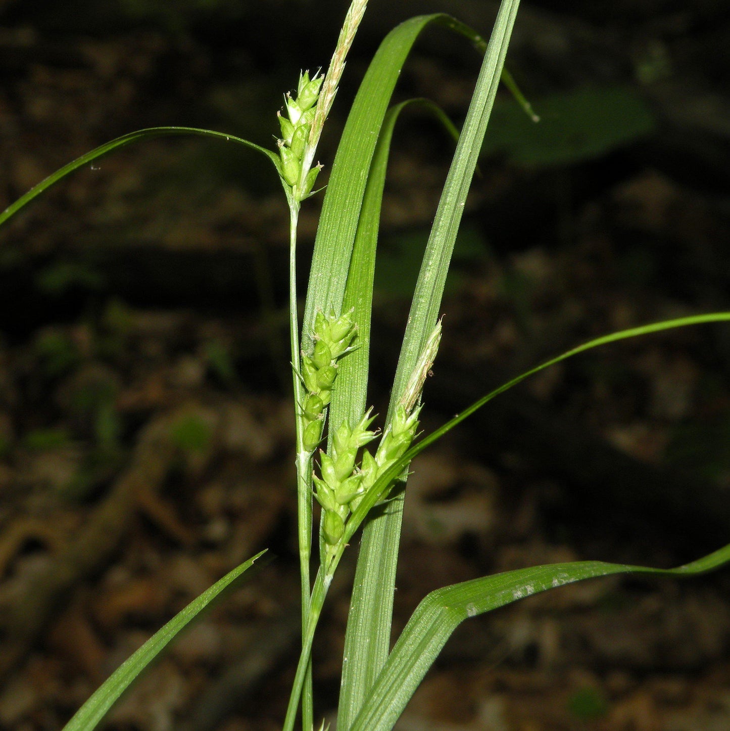 Carex amphibola - Creek Sedge