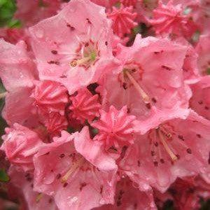 Kalmia latifolia 'Pink Charm' - Pink Charm Mountain Laurel