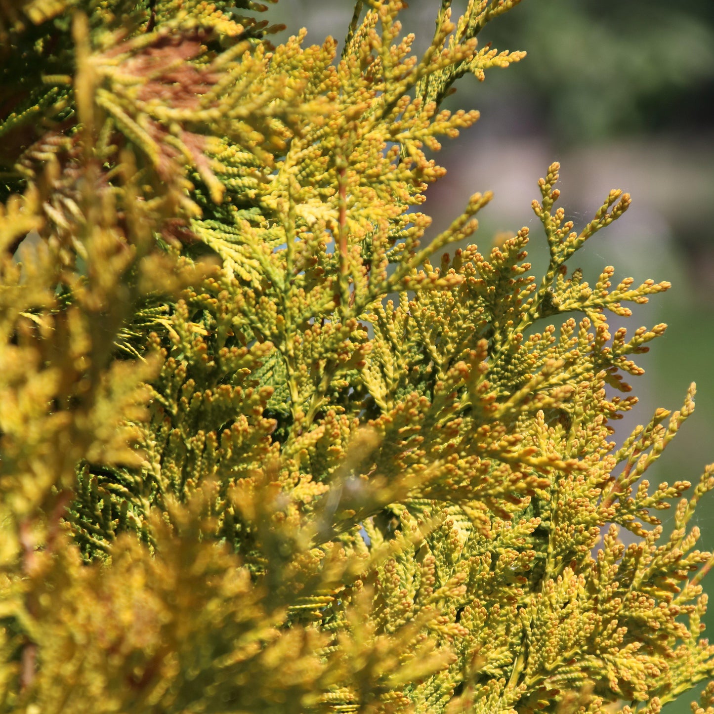 Chamaecyparis pisifera 'Vintage Gold' - Vintage Gold Threadbranch Cypress