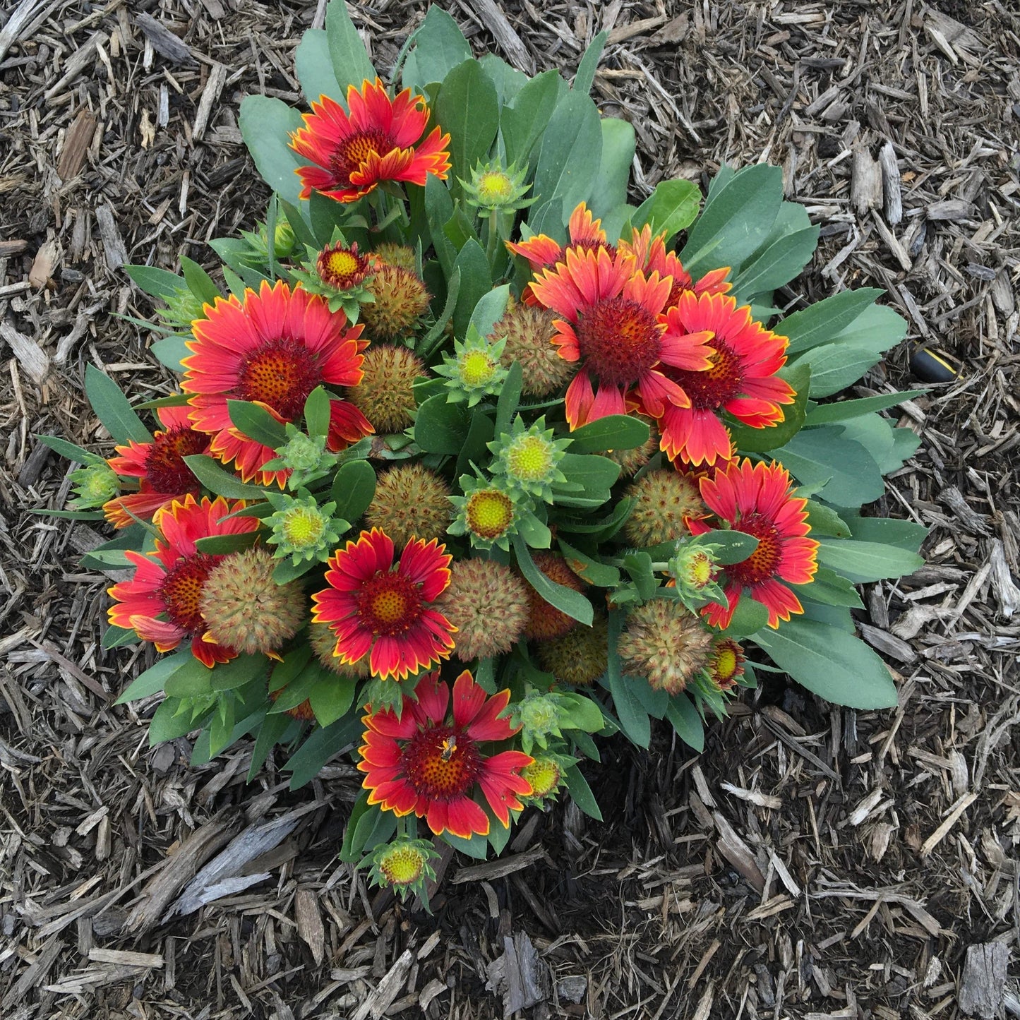 Gaillardia aristata 'Bargaispinor' - Spintop™ Orange Halo Blanket Flower
