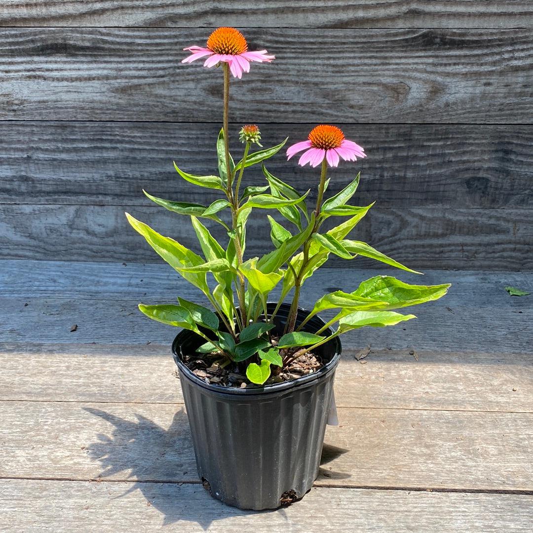 Echinacea purpurea 'Magnus' - Magnus Echinacea, Coneflower