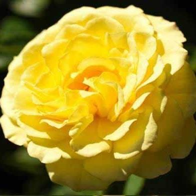 Rosa 'True Friendship' - True Friendship Rose