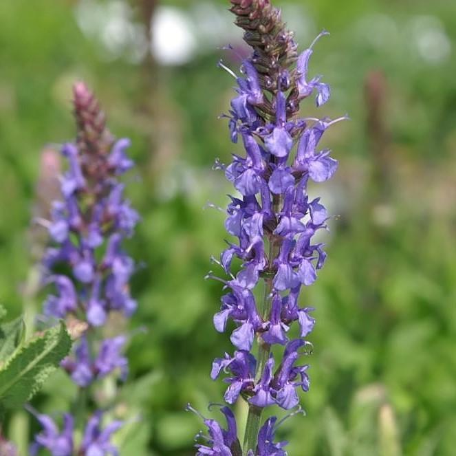 Salvia nemorosa 'Blue Hill' - Blue Hill Meadow Sage