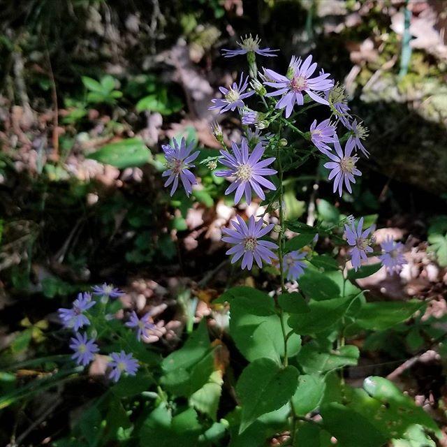Aster cordifolius - Blue Wood Aster