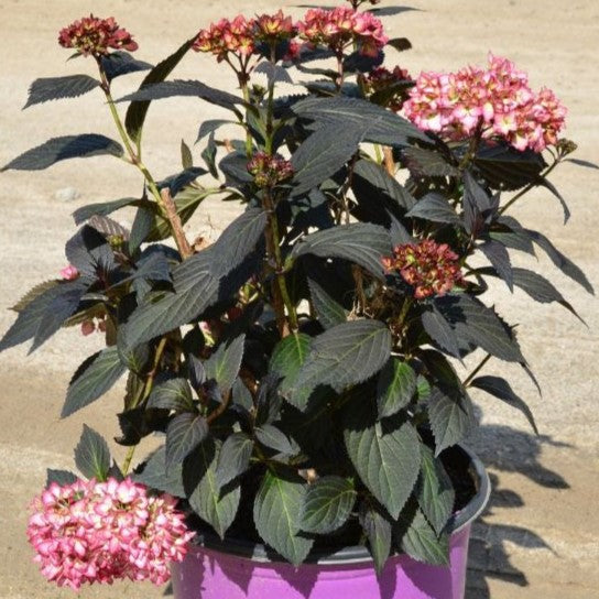 Hydrangea macrophylla 'Bailmacseven' - First Editions® Eclipse® Hydrangea