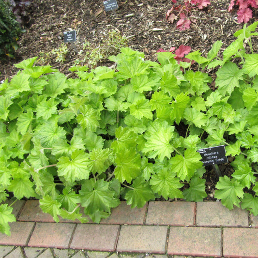 Heuchera villosa 'Autumn Bride' - Autumn Bride Coral Bells