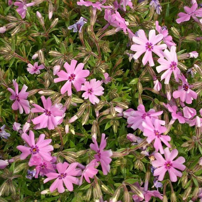 Phlox subulata 'Fort Hill' - Fort Hill Creeping Phlox