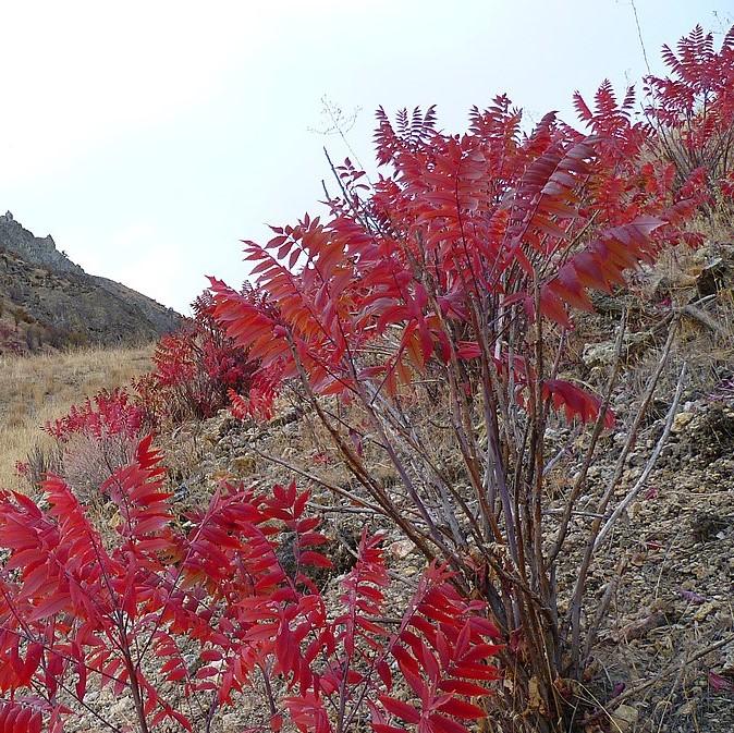 Rhus glabra - Smooth Sumac