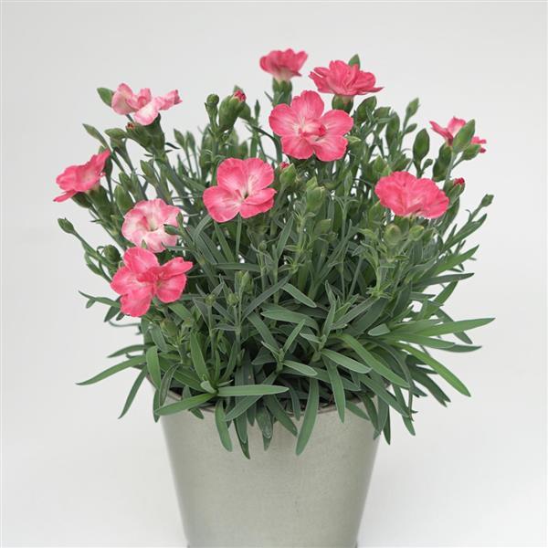 Dianthus x 'KLEDG23495' - EverLast™ Peach Dianthus
