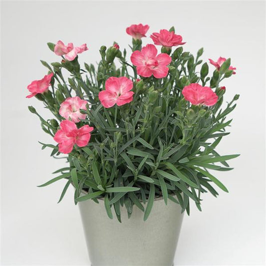 Dianthus x 'KLEDG23495' - EverLast™ Peach Dianthus