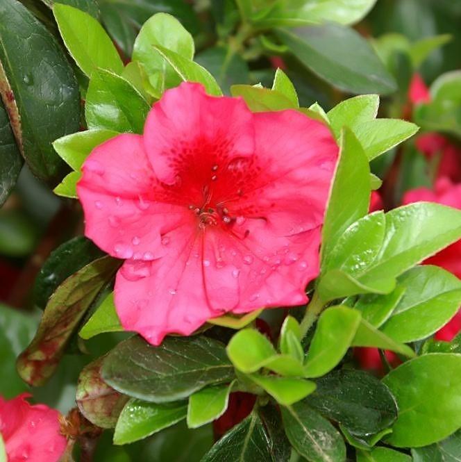 Rhododendron x girard 'Girard's Crimson' - Girard's Crimson Azalea
