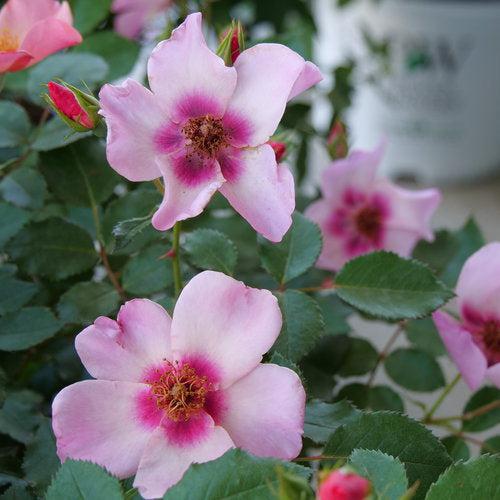 Rosa x 'ChewEyesUp' - Ringo All-Star™ Rose