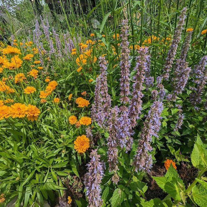 Agastache foeniculum - Anise Purple Hyssop