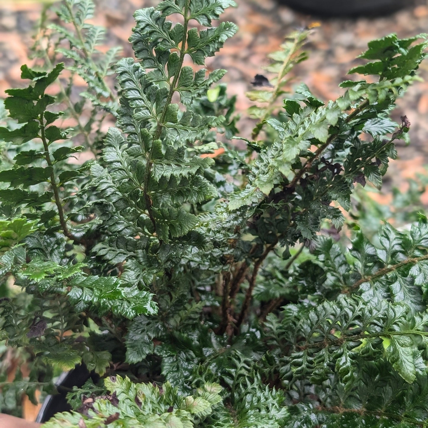 Polystichum polyblepharum - Tassel Fern