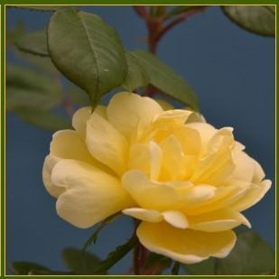 Rosa ‘Radsunny’ PP 18,562 - Sunny Knock Out® Rose