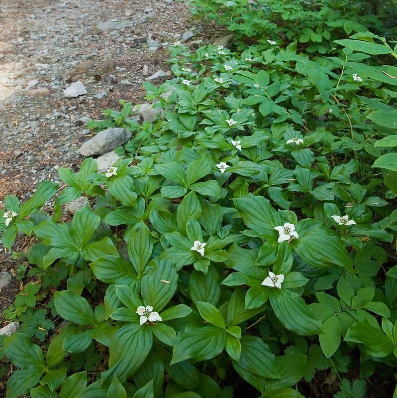 Cornus canadensis - Creeping Dogwood