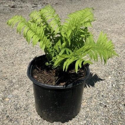 Matteuccia struthiopteris - Ostrich Fern