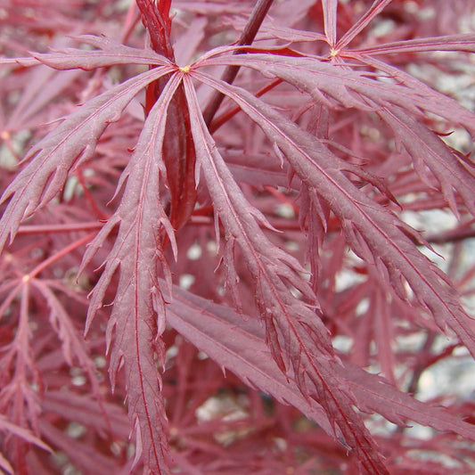 Acer palmatum var. dissectum 'Red Dragon' - Red Dragon Japanese Maple