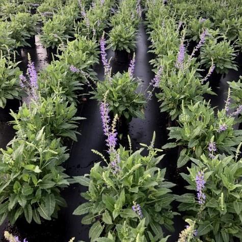 Salvia x sylvestris 'Mainacht’ - May Night Wood Sage