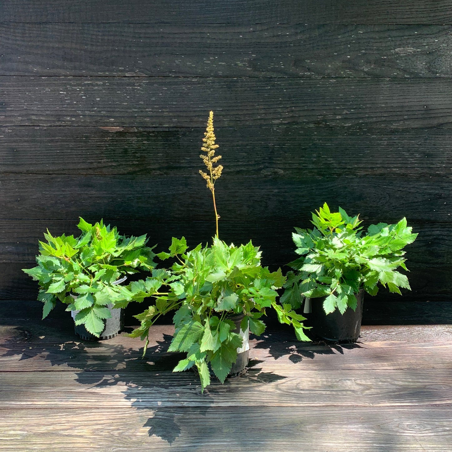 Astilbe chinensis 'Visions' - Visions Chinese Astilbe, False Goat's Beard